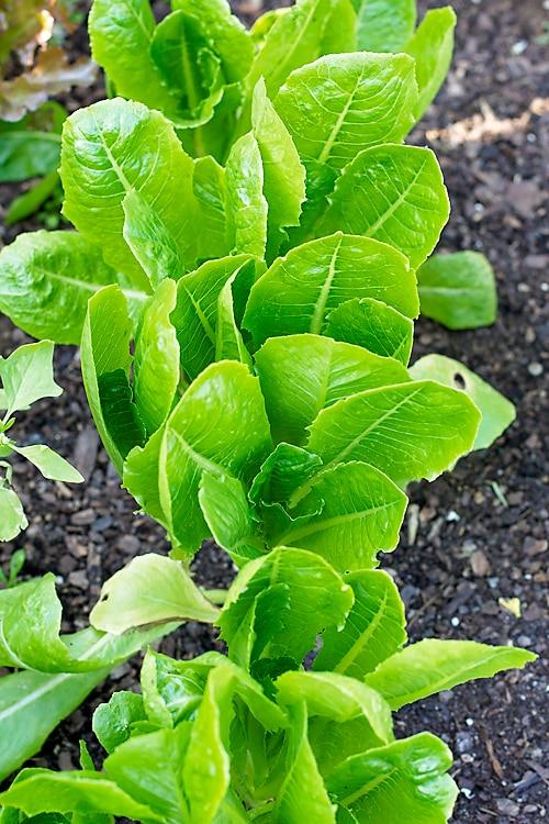 A look into my Summer Garden for the Table