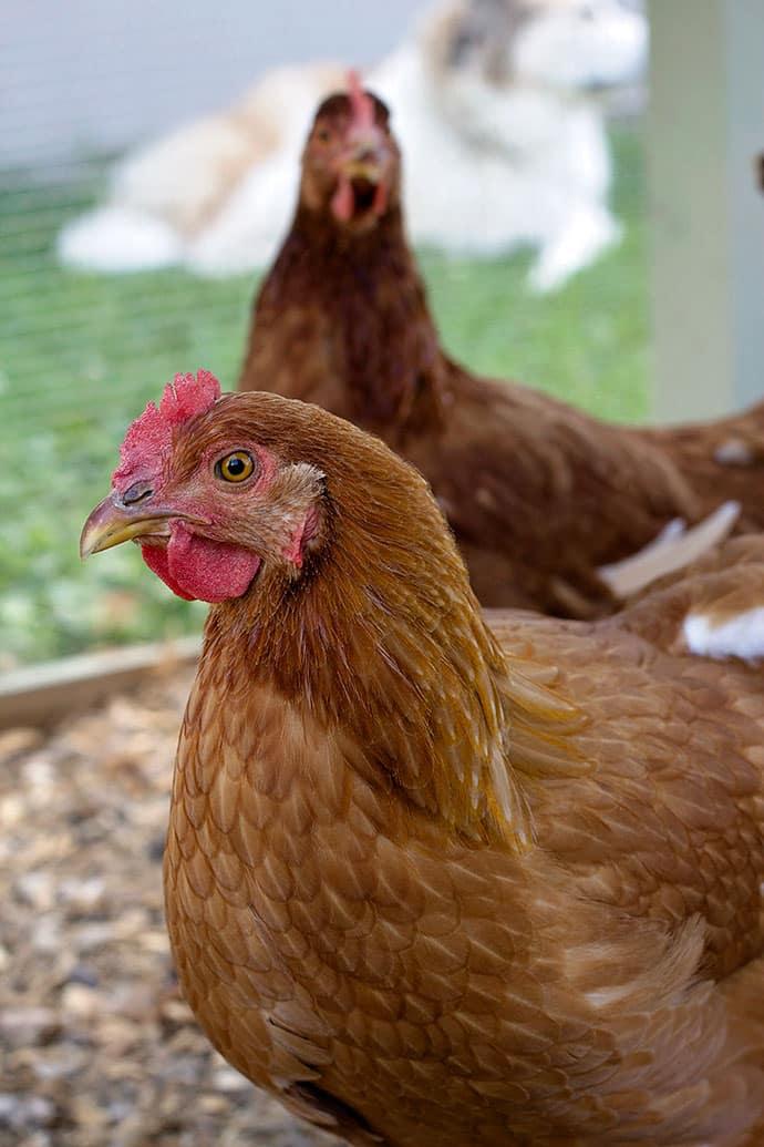 Chicken Update for the Table