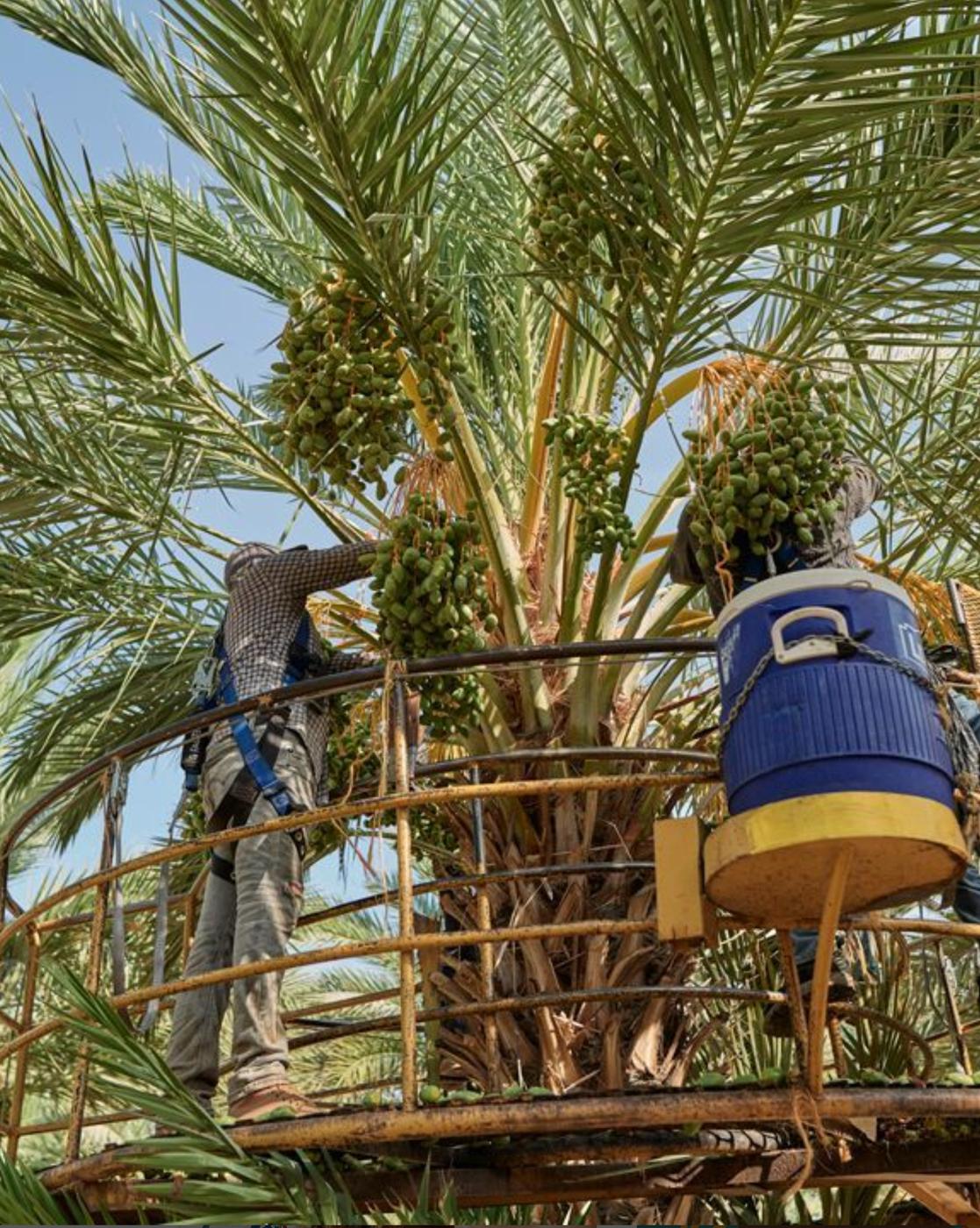 where do dates come from: date palm trees with a worker pulling fruit from the tree