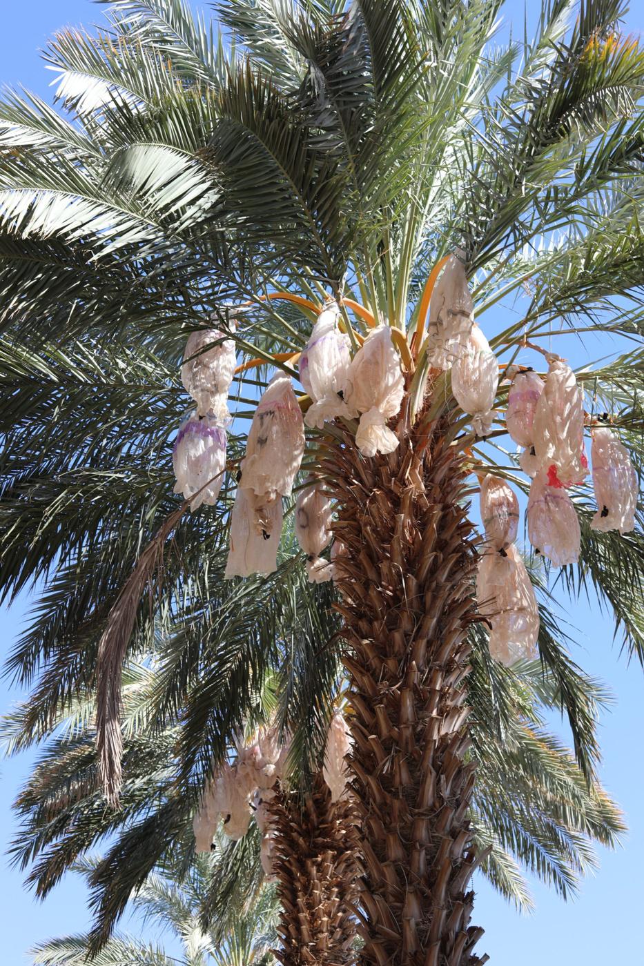 date palm trees with white bags around the fruit