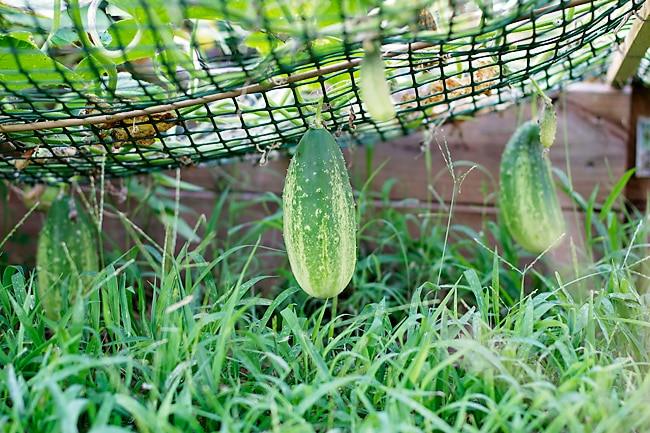 Deformed Cucumber and other Friday thoughts at Home