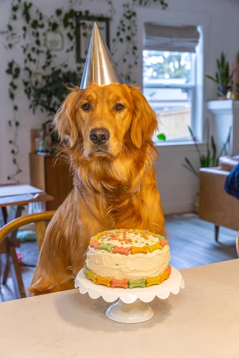 golden retriever wearing a silver birthday hat, sitting in a chair with a round dog cake covered in colorful dog bones sitting in front of him