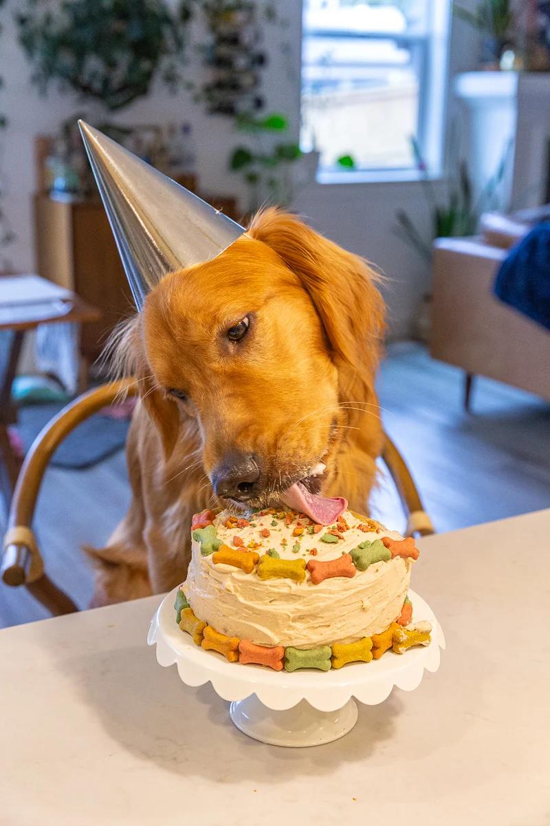 golden retriever wearing a silver birthday hat, sitting in a chair and eating a round dog cake covered in colorful dog bones