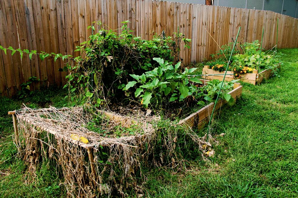 Planting a Fall Garden on the Stove