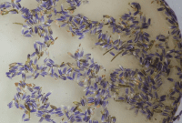 Sweet Serenity: Crafting Lavender Syrup