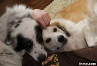 Reclaim Your Garden from Prying Paws