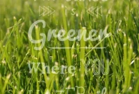 The Illusion of Greener Grass