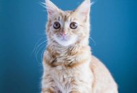 Purrfectly Pictured Kittens