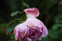 Infertility and Pregnancy Loss