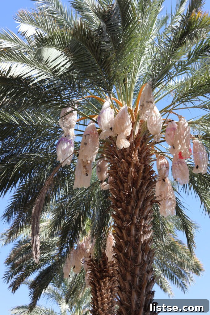 Date palm trees with white protective bags around the ripening fruit bunches in a sunny agricultural field