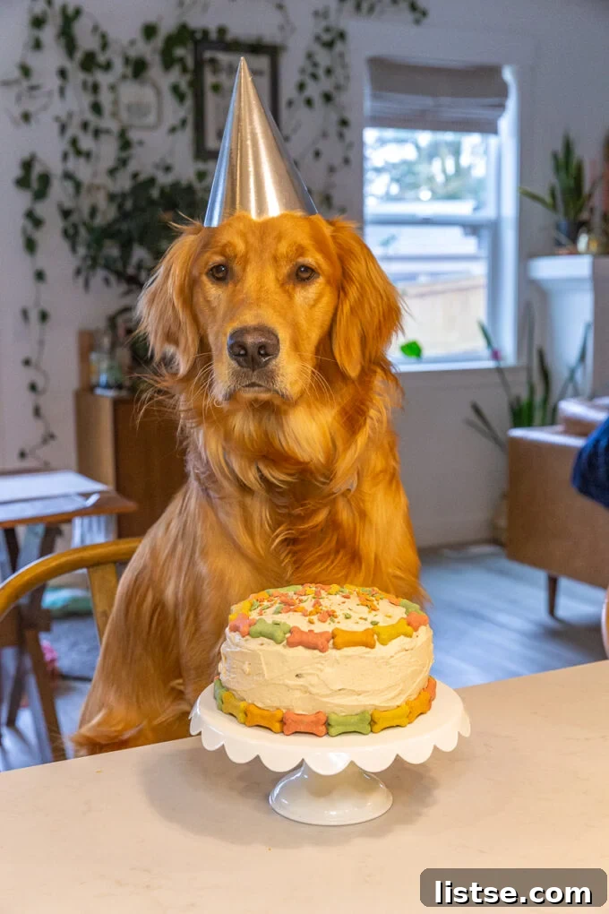 A adorable Golden Retriever wearing a silver birthday hat, sitting patiently in a chair with a festive round dog cake, adorned with colorful dog bones, placed proudly in front of him.