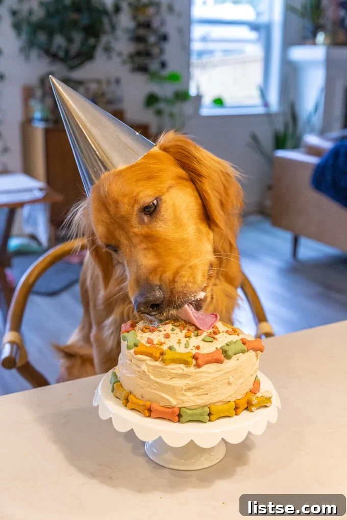 A joyful Golden Retriever, adorned with a silver birthday hat, sits attentively in a chair, eagerly enjoying a slice of its round dog birthday cake. The cake is beautifully decorated with colorful dog bones.