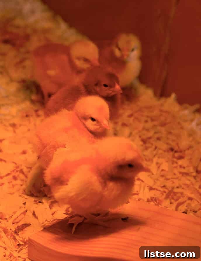 Five fluffy baby chicks exploring their new home