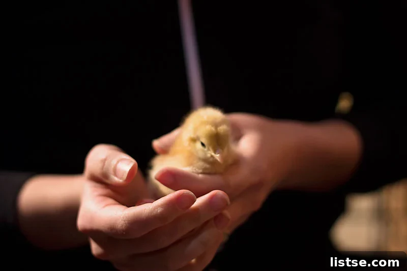 Close-up of baby chicks, two Rhode Island Reds and three Gold Sex Links