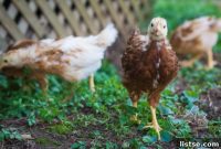 Chick Chronicles: Growth Report